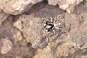 Menemerus_semilimbatus_D3210_Z_85_Valle Gran Rey_Spanje
